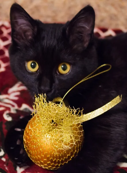 Кот с рождественской игрушкой — стоковое фото