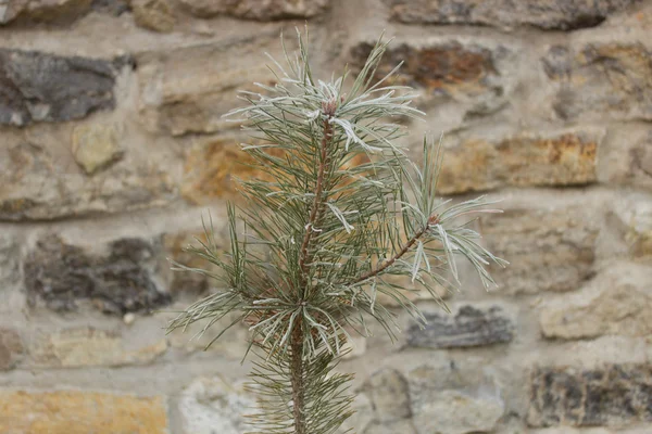 Pine on a background of a stone wall — Stock Photo, Image