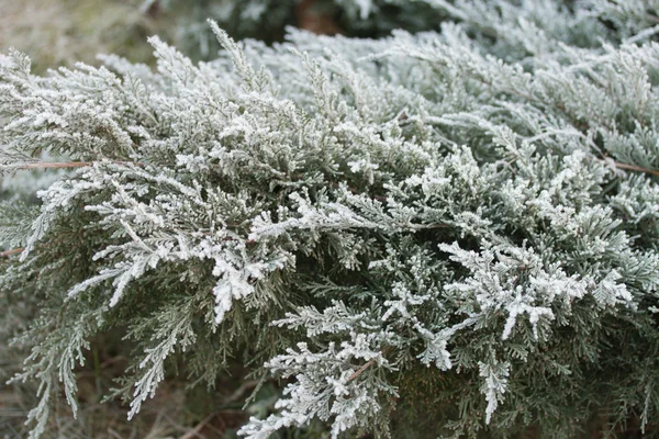 Frozen thuja — Stock Photo, Image
