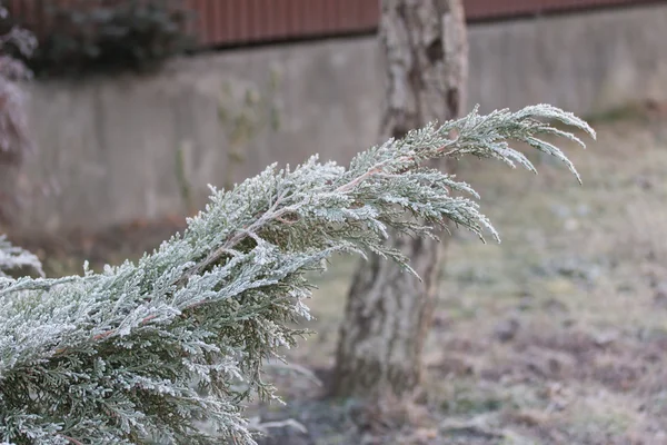 Frozen thuja — Stock Photo, Image