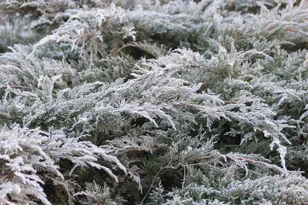 Frozen thuja — Stock Photo, Image