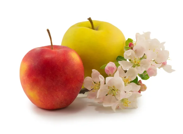 Apple and flower — Stock Photo, Image