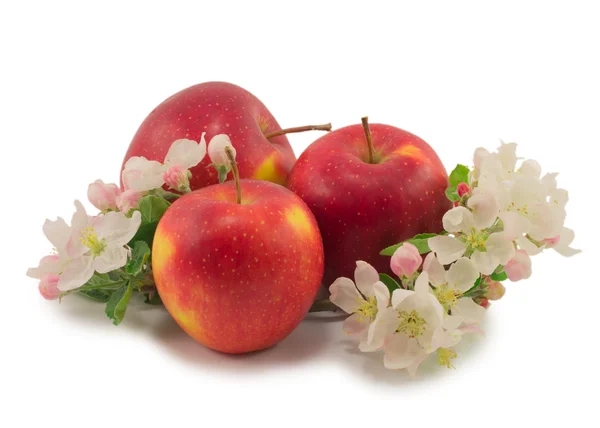 Apple and flower — Stock Photo, Image