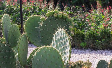 Opuntia cactus clipart