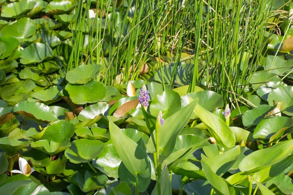 Weißwasserlilie — Stockfoto