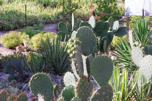 Opuntia-kaktus — kuvapankkivalokuva