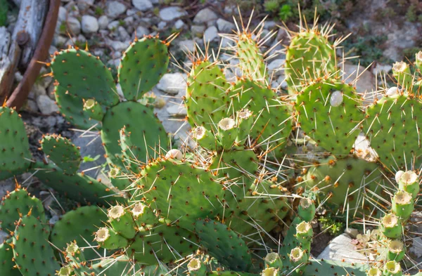 Opuntia-Kaktus — Stockfoto