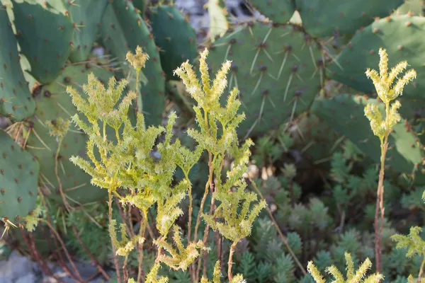 Opuntia — Stockfoto