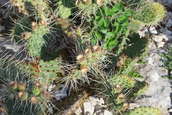 Opuntia-Kaktus — Stockfoto