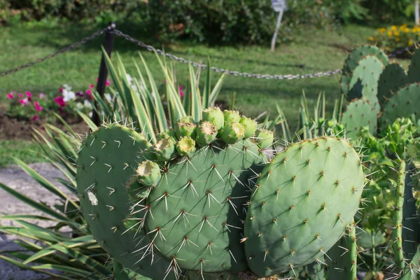 Opuntia cactus — Stock Photo, Image