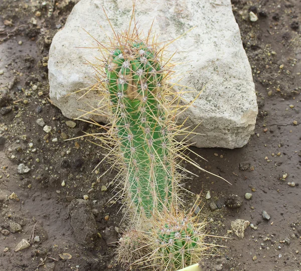 Kaktus im botanischen Garten — Stockfoto