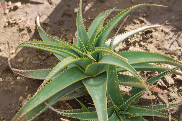 Aloe im Garten — Stockfoto