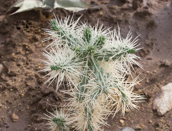 Kaktus i botaniska trädgården — Stockfoto
