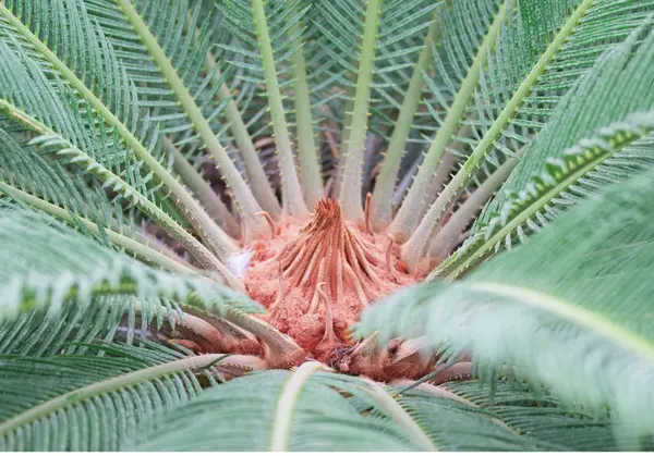 Palm саго — стокове фото