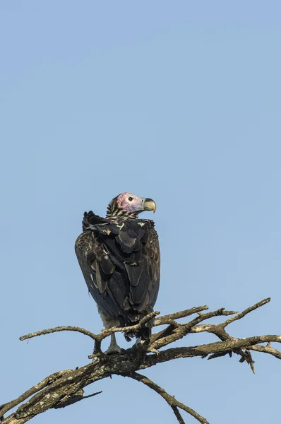 Lappet-faced gam — Stockfoto