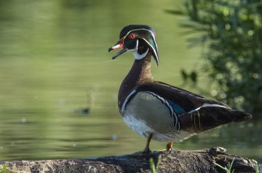 Woodduck Drake