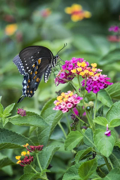 Spicebush Swallowtail-Papilo Troilus — Stok fotoğraf
