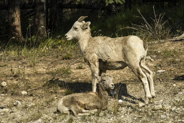 Mouflon d'Amérique brebis et agneau — Photo