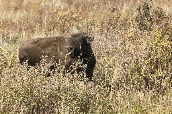 Büffelkalb — Stockfoto