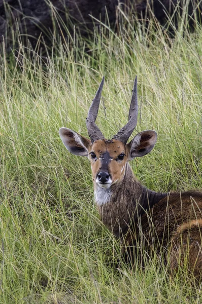 Bushbuck. — Foto de Stock