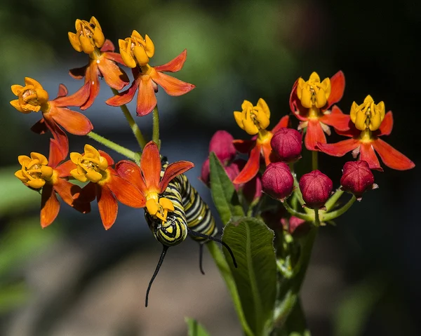 Monarch kelebek caterpillar besleme — Stok fotoğraf