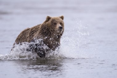 Coastal Brown Bear Chasing clipart