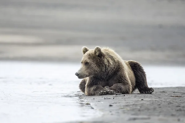 Ursus arctos costera viendo —  Fotos de Stock