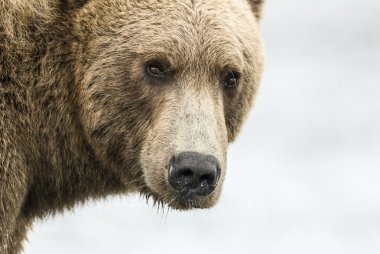Coastal Brown Bear Closeup clipart