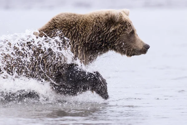 Ursus arctos costera corriendo — Stockfoto