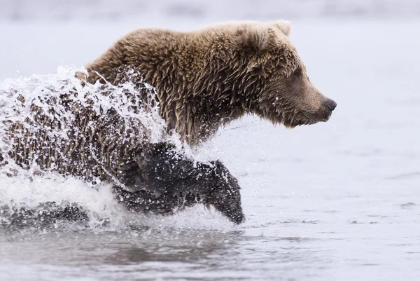 Ursus arctos costera corriendo Fotos de stock libres de derechos