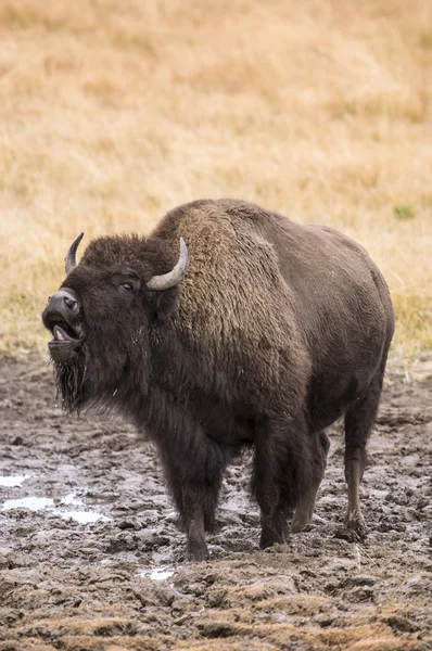 Buffalo de pé — Fotografia de Stock