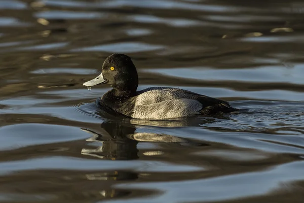 Lesser Scaup Aythya Affinis — Stock Photo, Image