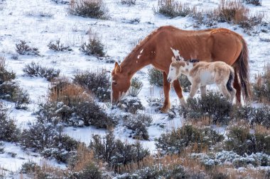 Mustang mare grazing with foal on a snow covered hillside in the Colorado high desert.