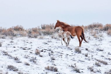 A wild mustang mare with foal walking up a snow covered hillside in the Colorado high desert.