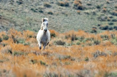 A lone white mustang running through the Colorado high desert.
