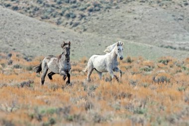 A pair of wild mustangs running across a meadow in the Colorado high desert.