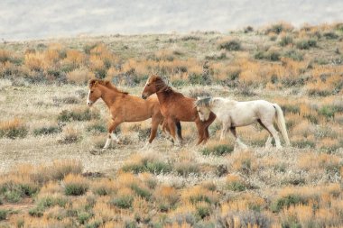 A group of three wild mustangs walking in the Colorado high desert.