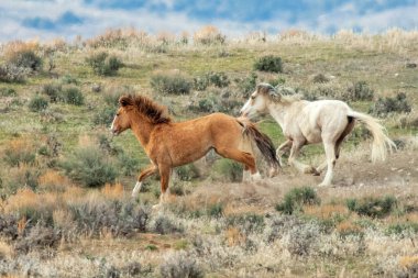 Two wild mustangs running down a hill in the Colorado high desert.