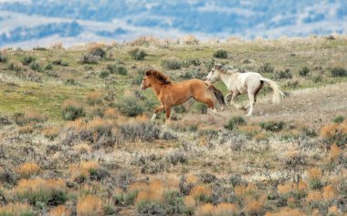 Two Mustangs Galloping in the Colorado high desert.