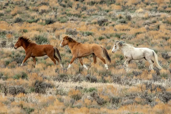 Three Wild Mustangs Walking Meadow Colorado High Desert — стоковое фото