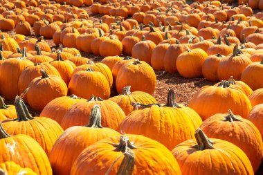 Large orange pumpkins displayed for sale at a Georgia roadside market.