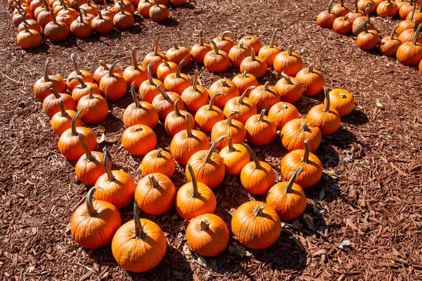 Orange Pumpkins Sale Roadside Georgia Market — Stock Photo, Image
