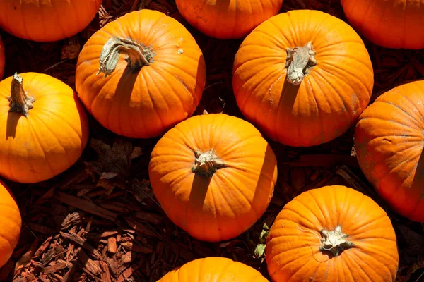 Closeup Tops Orange Pumpkins Sale Georgia Market — Stock Photo, Image