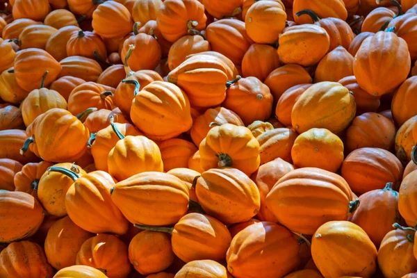 Orange Mini Pumpkins Displayed Sale Georgia Market — Stock Photo, Image