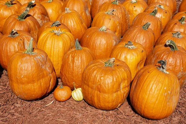 Large Mini Pumpkins Sale Georgia Roadside Market — Stock Photo, Image