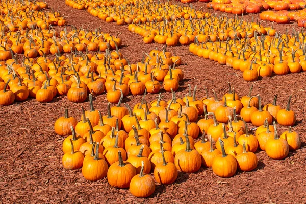 Orange Pumpkins Display Georgia Market — Stock Photo, Image