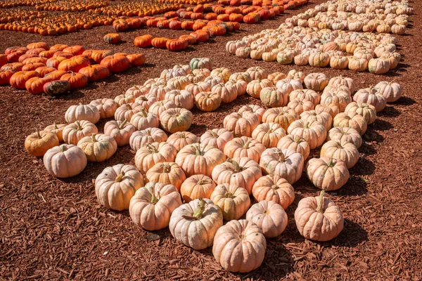 Different Varieties Pumkins Displayed Sale Georgia Roadside Market — Stock Photo, Image