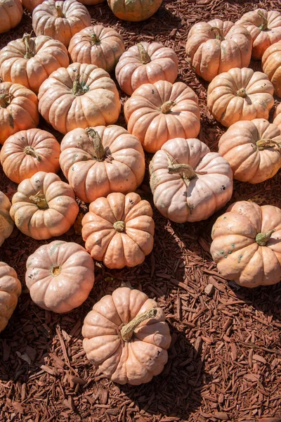 Albino Pumpkins Display Georgia Roadside Market — Stock Photo, Image