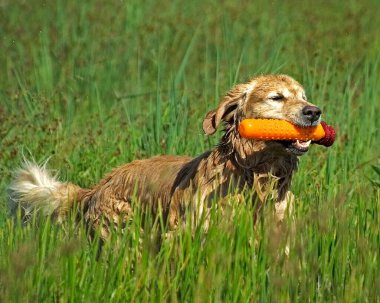 Golden Retriever turuncu bir tampon aldıktan sonra koşuyor.