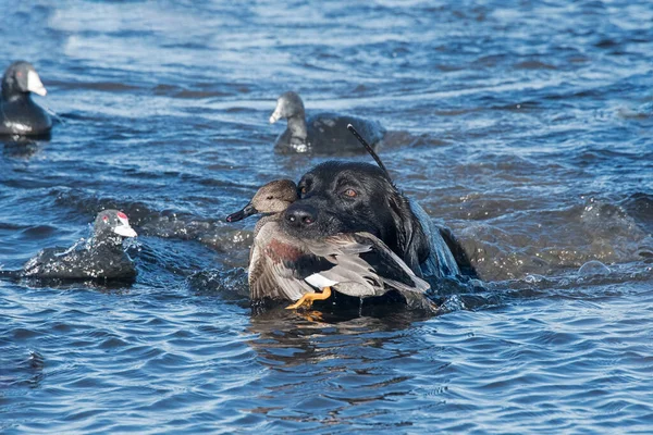 Black Labrador Retriever Nadando Con Dragón Gadwall Recuperado —  Fotos de Stock